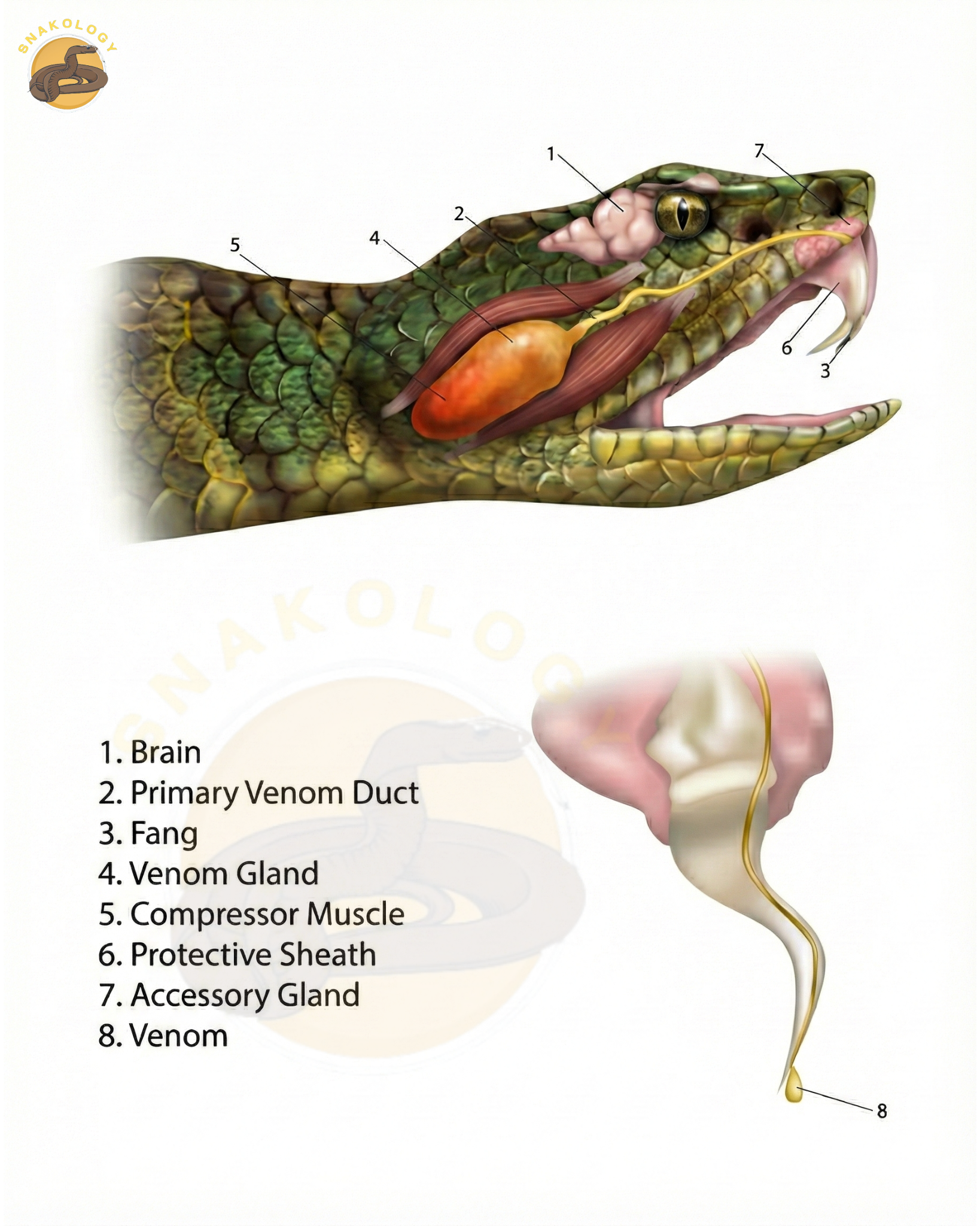 Venom Microstructure
