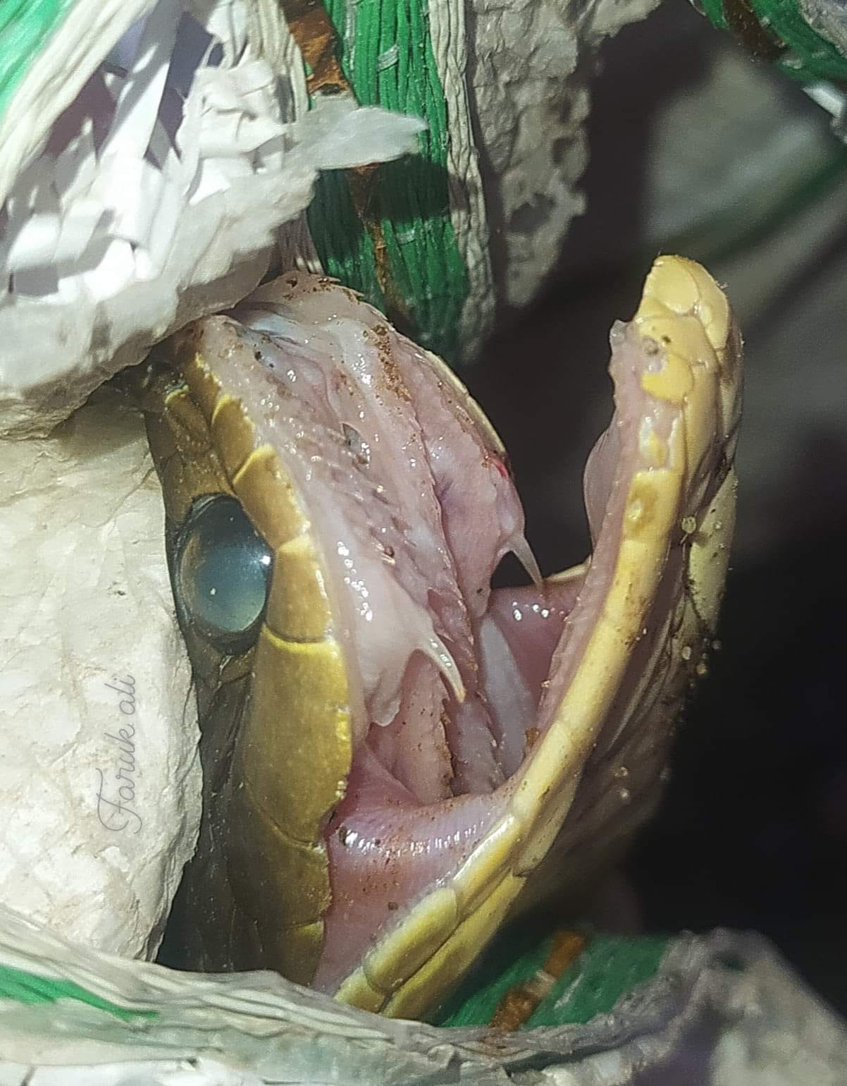 hellers red necked keelback